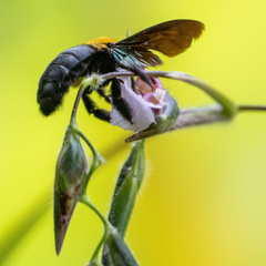 Xylocopa aestuans