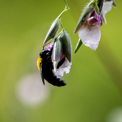 Xylocopa aestuans
