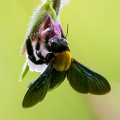 Xylocopa aestuans