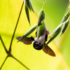 Xylocopa aestuans