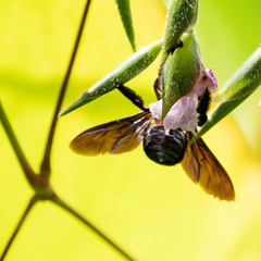 Xylocopa aestuans