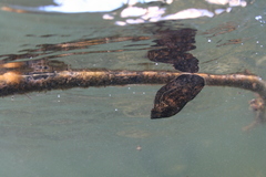 Lobotes surinamensis
