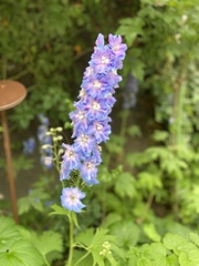 Delphinium ajacis