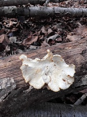 Neofavolus americanus