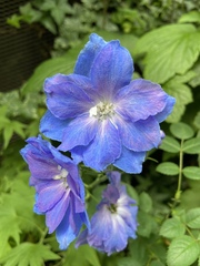 Delphinium ajacis