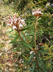 Grevillea phylicoides