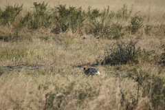 Balearica regulorum regulorum