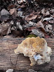 Neofavolus americanus