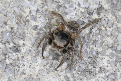 Habronattus