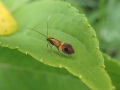 Nemophora staudingerella