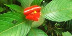 Palicourea tomentosa