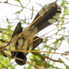 Rhipidura javanica