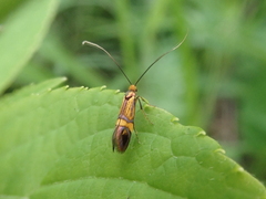 Nemophora staudingerella