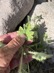 Perityle crassifolia