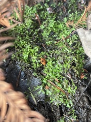 Riccia huebeneriana