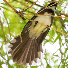Rhipidura javanica