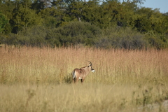 Hippotragus equinus equinus