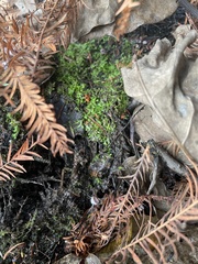 Riccia huebeneriana