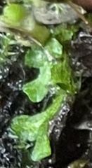 Riccia huebeneriana