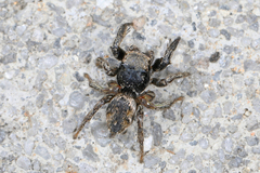 Habronattus