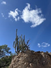 Stenocereus thurberi