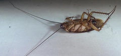 Periplaneta americana
