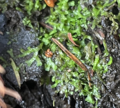 Riccia huebeneriana