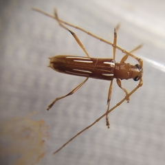 Eburodacrys tuberosa