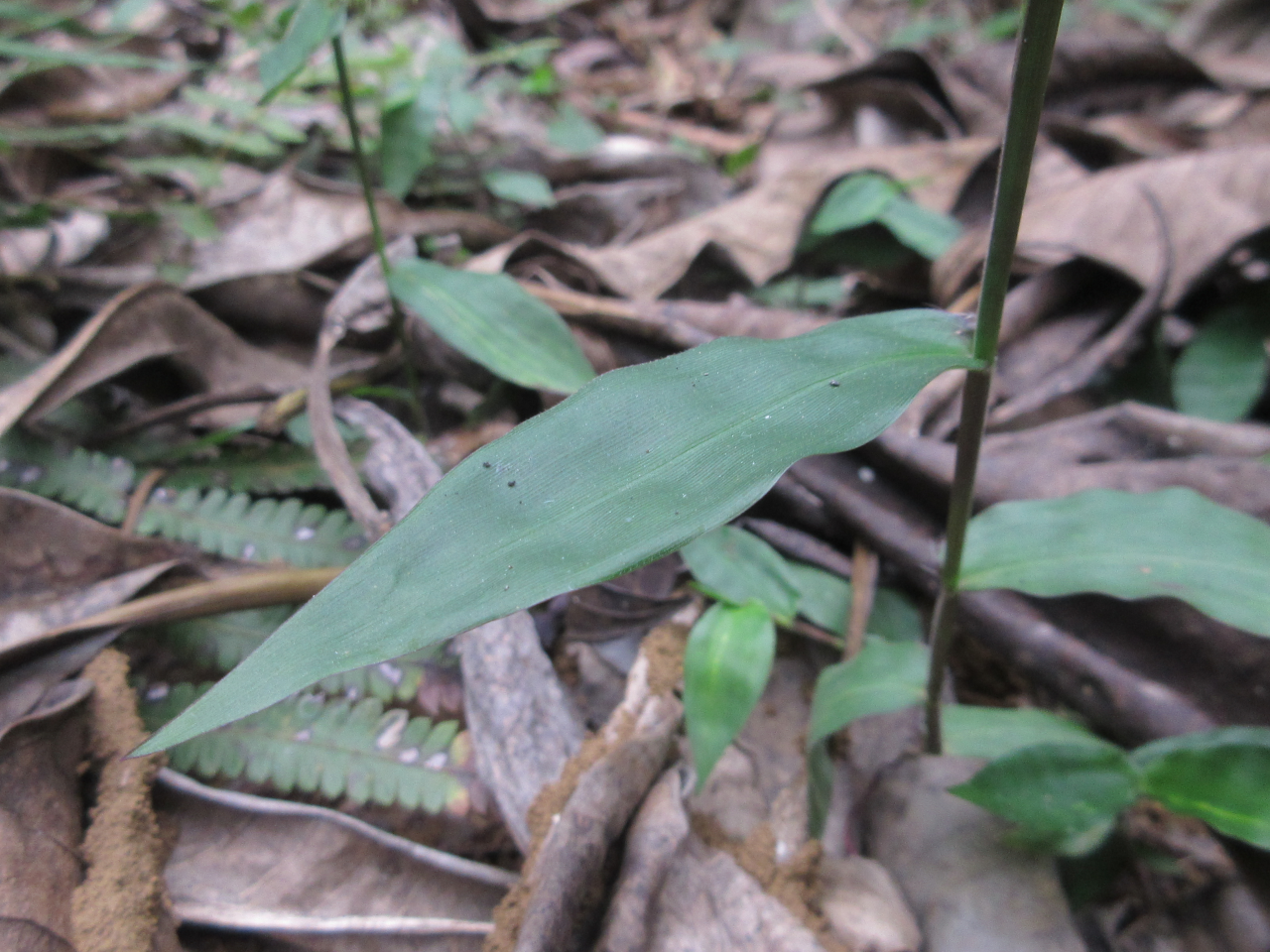 Oplismenus compositus (Oplismenus compositus)