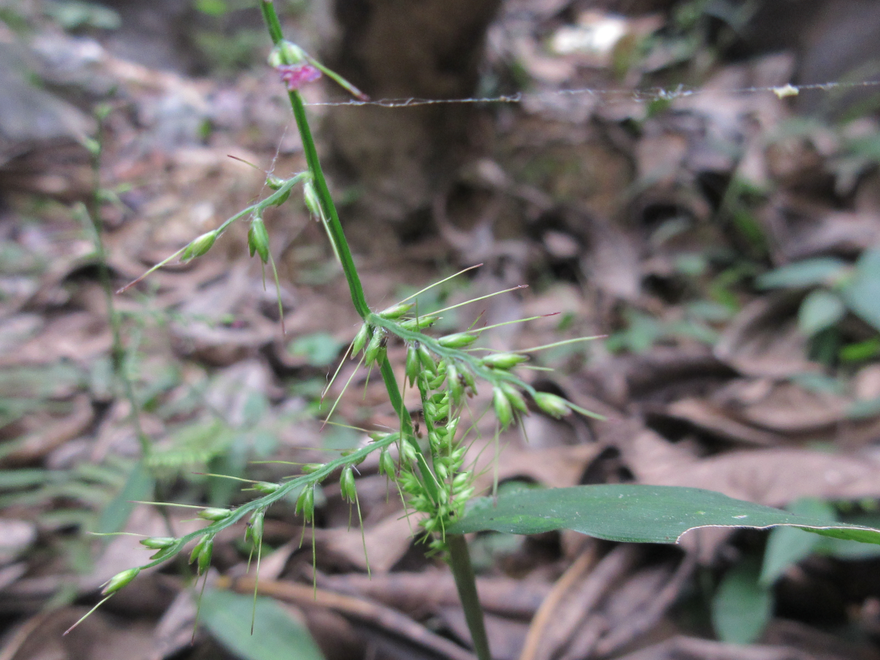 Oplismenus compositus — ảnh 2