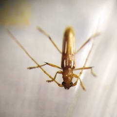 Eburodacrys tuberosa