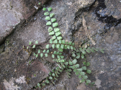 Adiantum caudatum