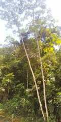 Cecropia obtusifolia