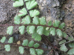 Adiantum caudatum