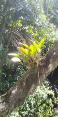 Epidendroideae