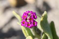 Abronia maritima