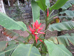 Musa haekkinenii