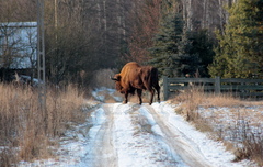 Bison bonasus