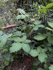Rubus ulmifolius