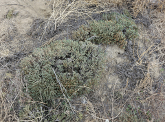 Nanophyton grubovii