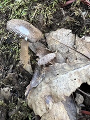 Amanita pachycolea