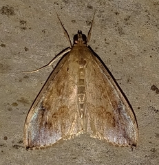 Glaphyriinae