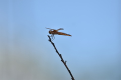 Libellula semifasciata