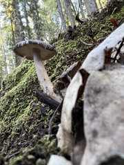 Amanita pachycolea