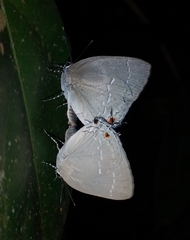 Strephonota ambrax