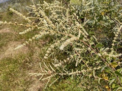 Asterohyptis stellulata