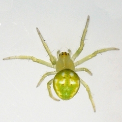 Araneus cingulatus
