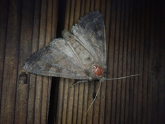 Polia bombycina grisea