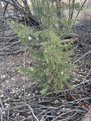 Juniperus monosperma