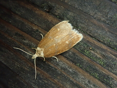 Tortrix sinapina